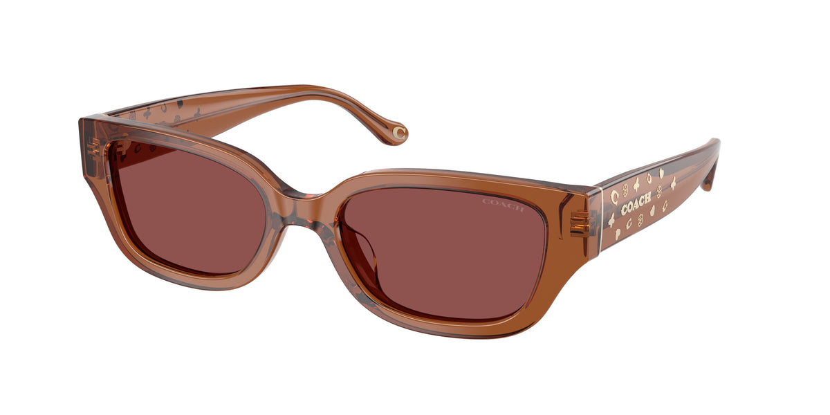 Coach HC8439U Transparent Brown Sunglasses