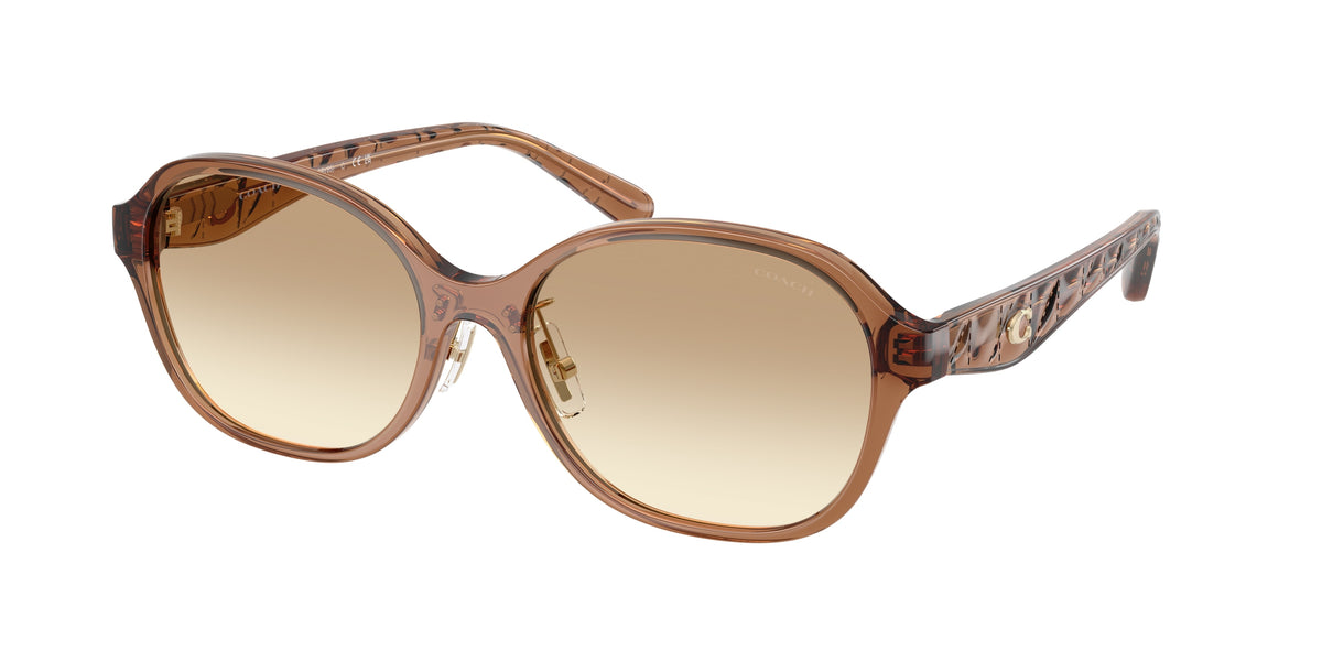 Coach HC8445D Transparent Brown Sunglasses